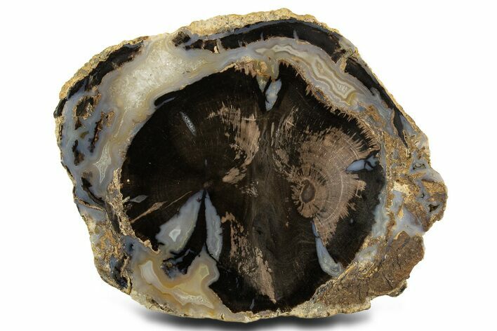 Double-Hearted Petrified Wood (Schinoxylon) Round - Blue Forest #336245